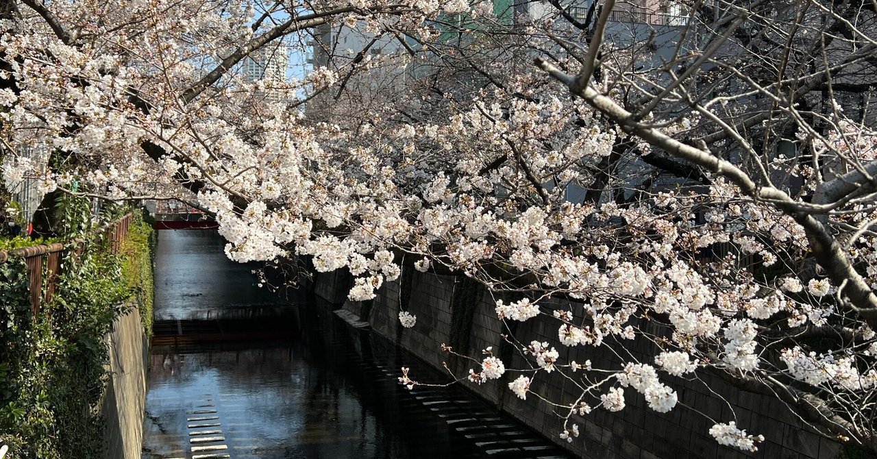 本日の桜便り