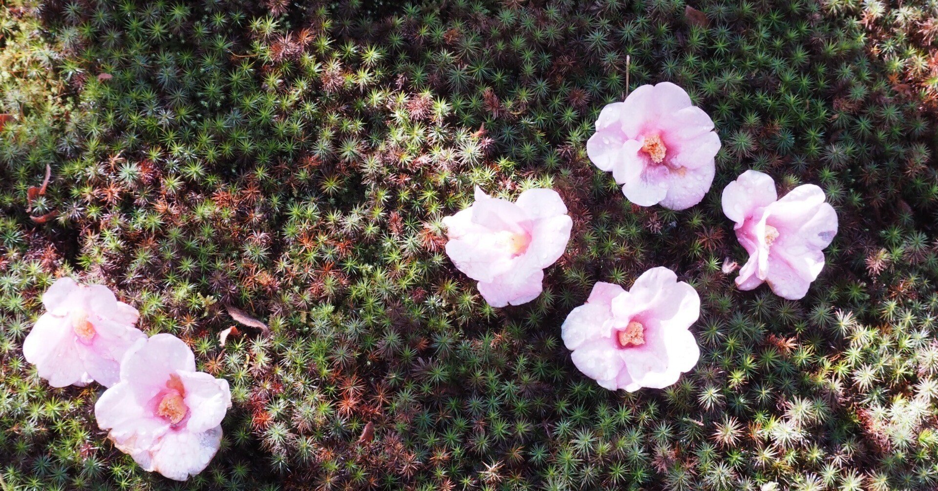 歴史もの に夢中になっていく過程 アニメ 平家物語 を観て アオイ Note 歴史もの に夢中になっていく過程 アニメ 平家物語 を観て アオイ Note