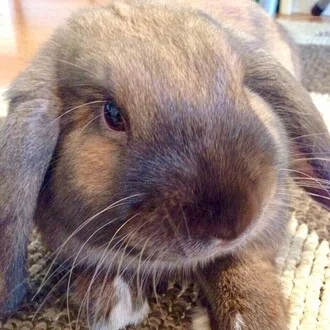 Puku✨🌸🐰🌸✨QAJF✨✨✨