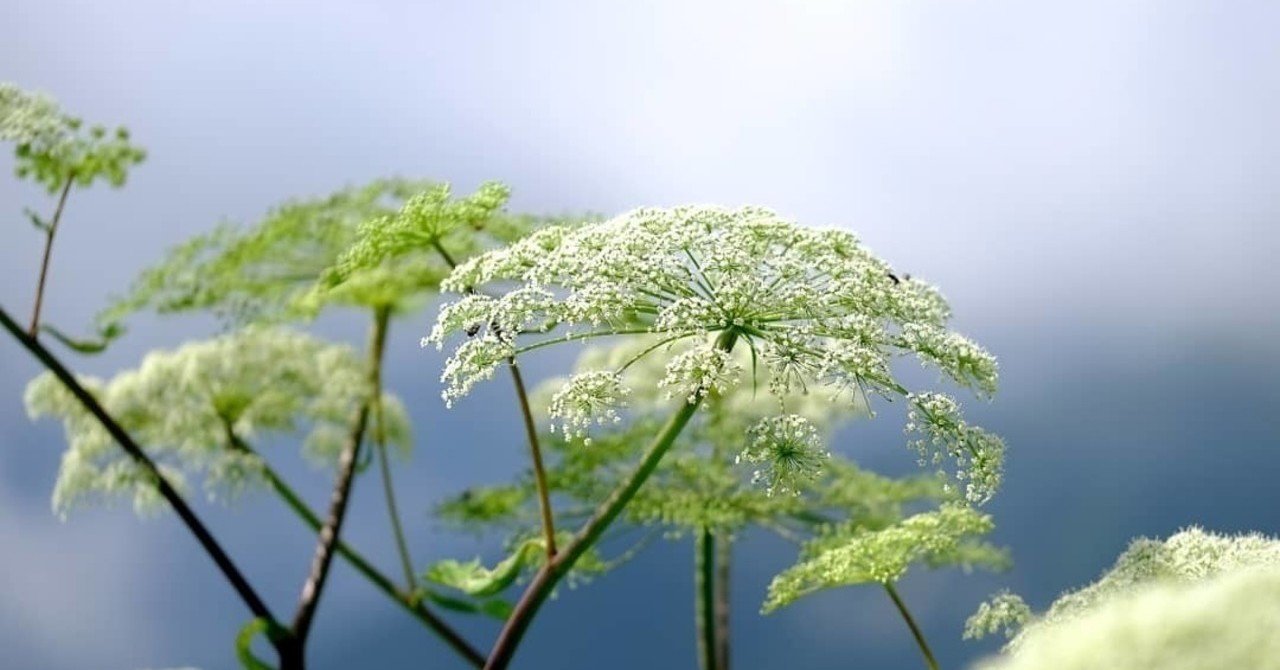 華やかなセリ科の花 アマニュウ Hhaannaaiihh Note 華やかなセリ科の花 アマニュウ Hhaannaaiihh Note