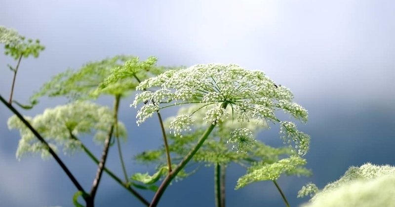 華やかなセリ科の花 アマニュウ Hhaannaaiihh Note