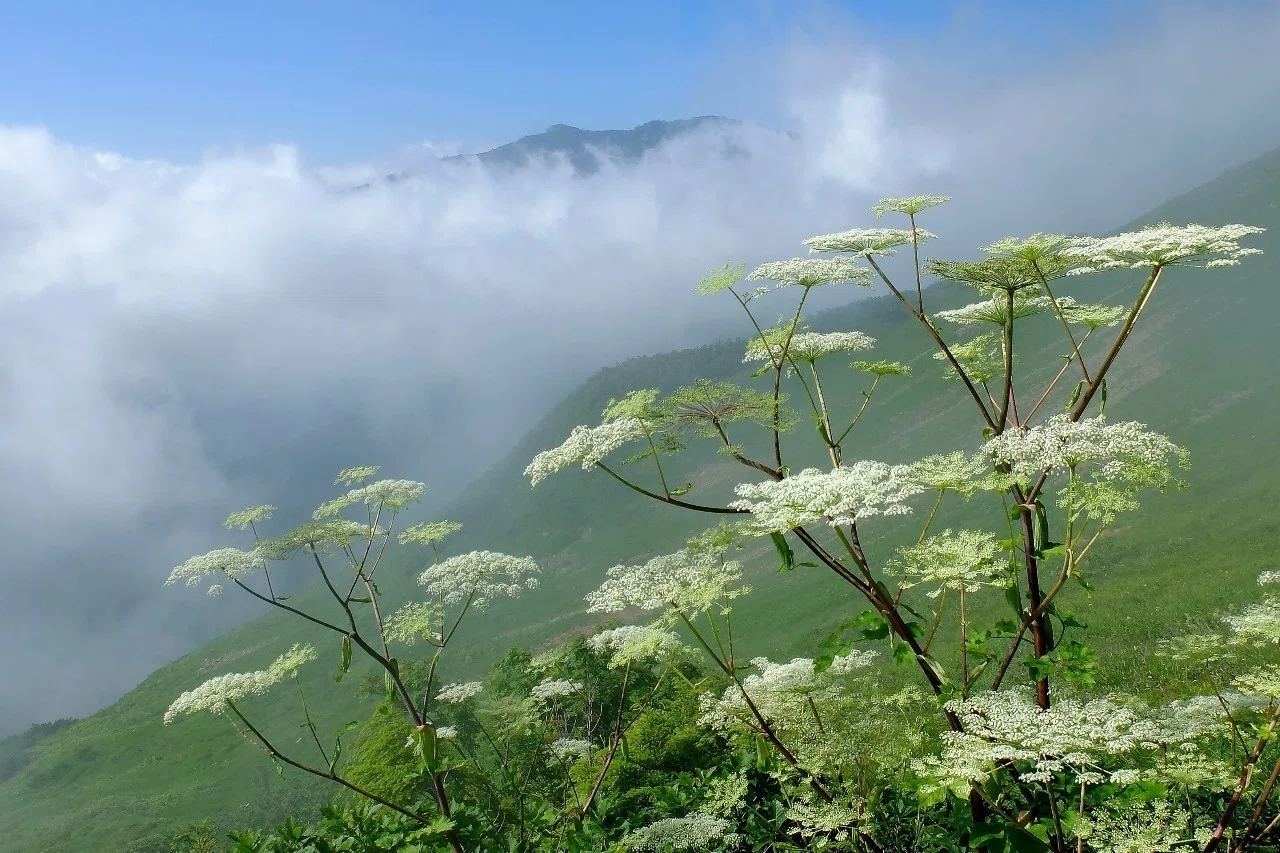 華やかなセリ科の花、アマニュウ｜hhaannaaiihh