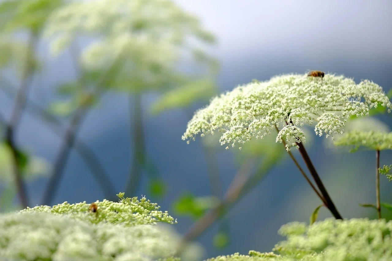 華やかなセリ科の花、アマニュウ｜hhaannaaiihh
