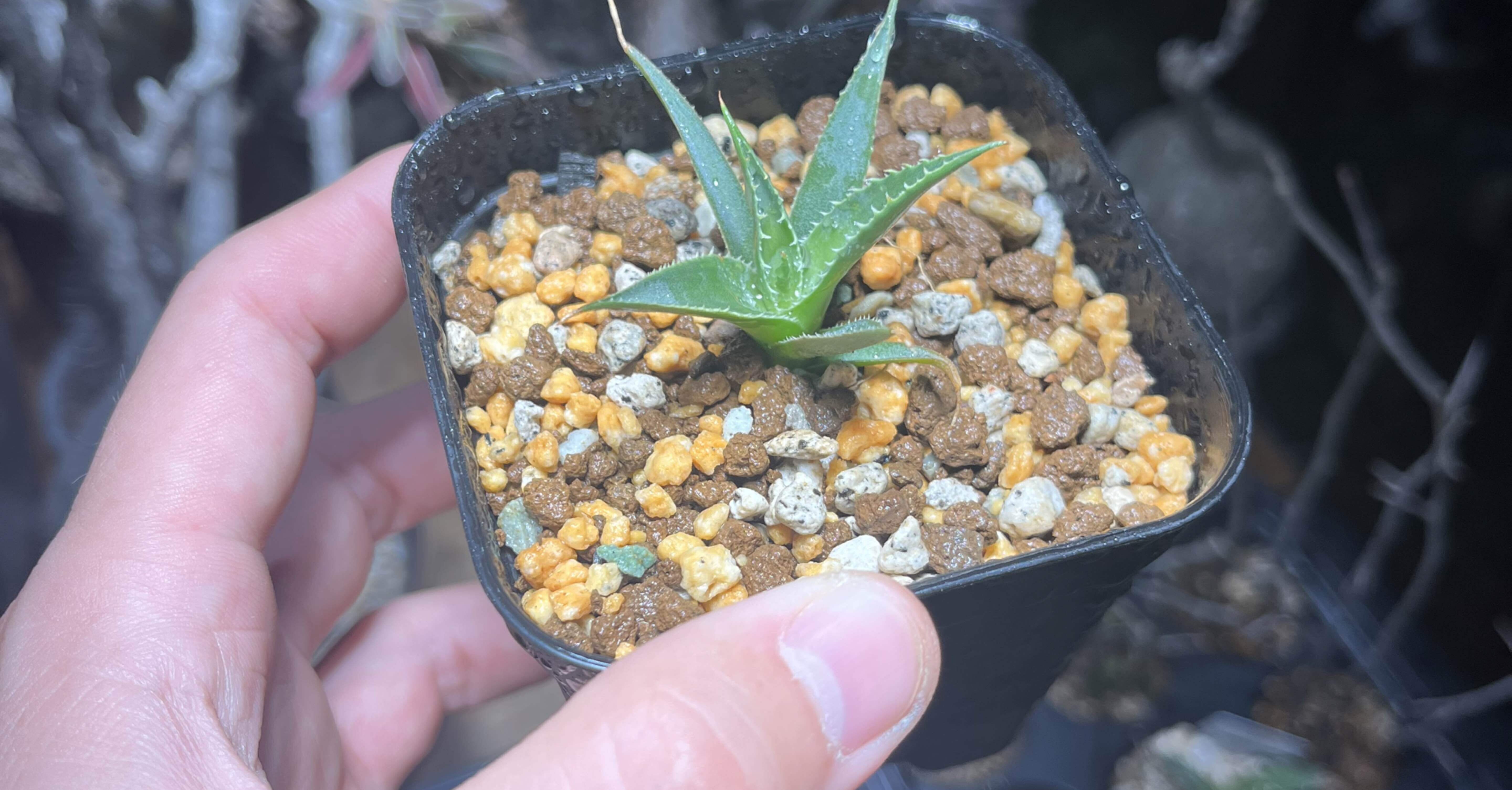 アガベの実生（種から育てる）チャレンジしてみませんか？｜swamps'