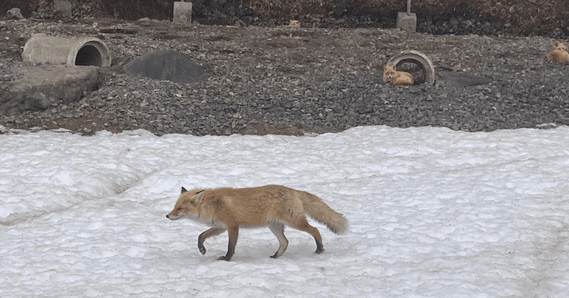 北見・常呂の旅（3）知られざる名所・北きつね牧場