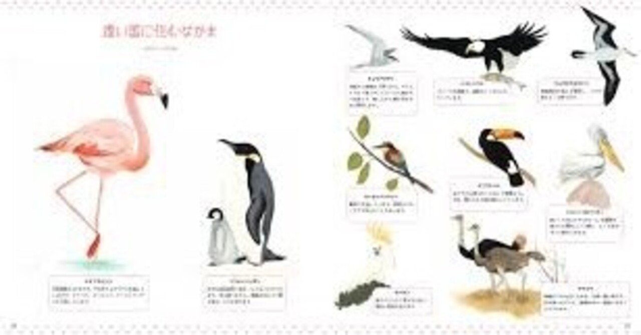第1994回 鳥の属(取り除く) ⑴|翆野 大地 第1994回 鳥の属(取り除く) ⑴|翆野 大地