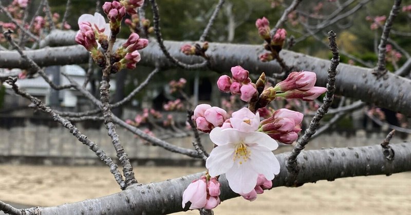 桜咲く。倉敷市水島地区