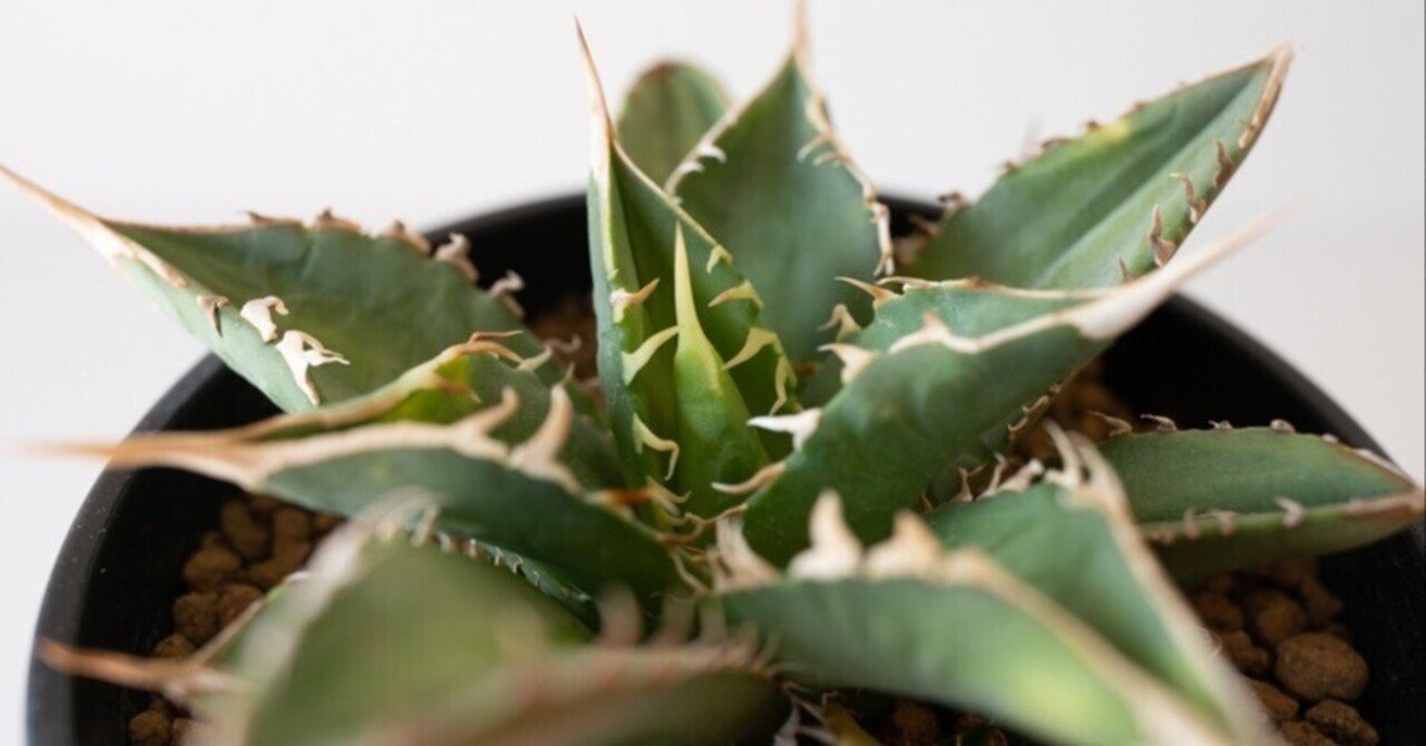 育て方】アガベ チタノタの成長期について｜demのかいづか