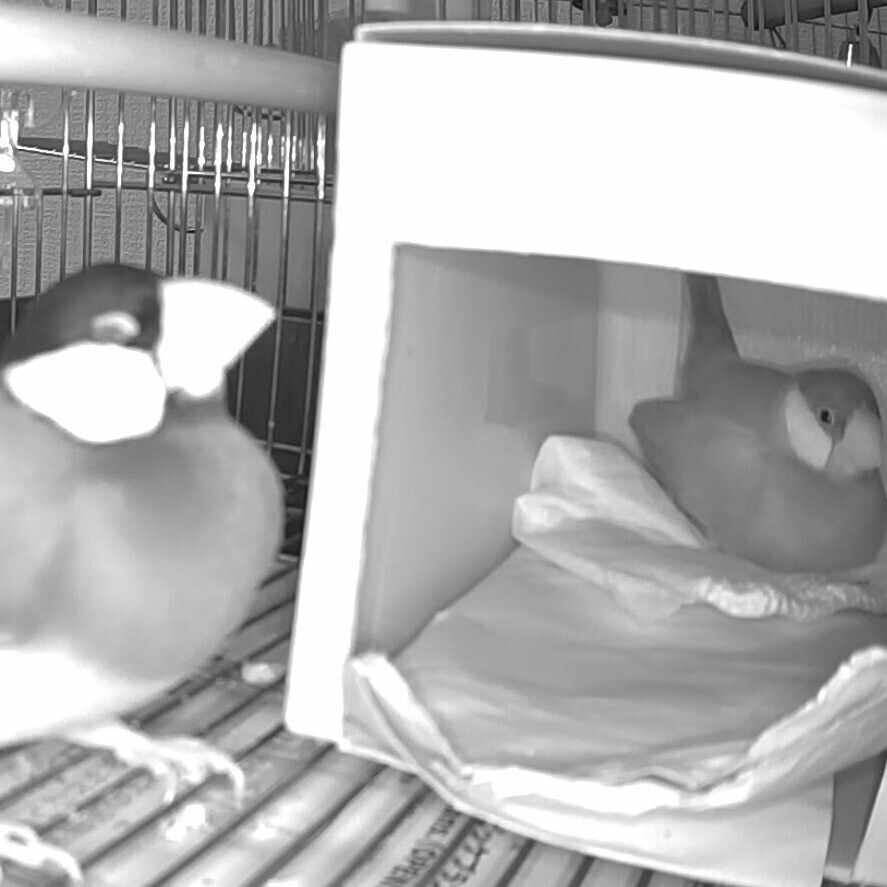 桜文鳥のさくら