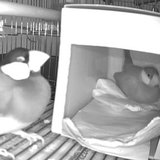 桜文鳥のさくら