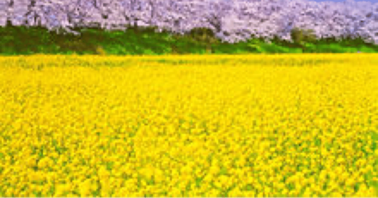 いちめんのなのはな｜世古壽實