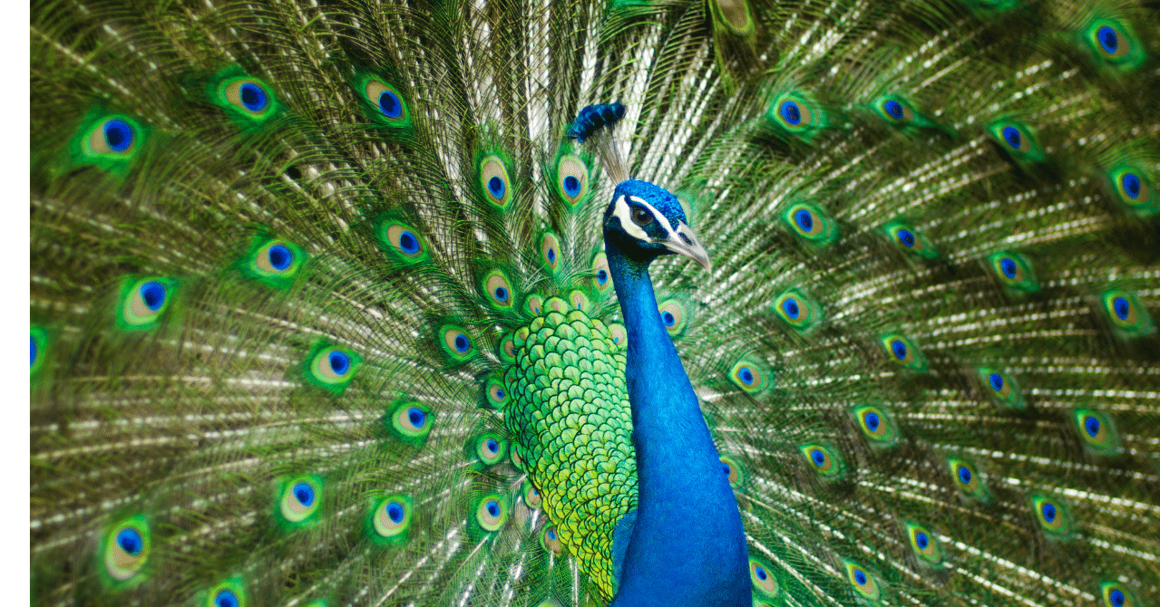 気になる生態 32 150個 の目玉 クジャク ちーた Note