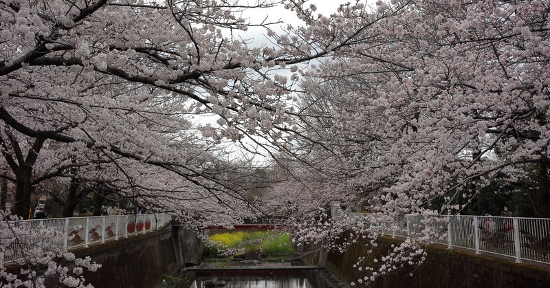 桜散歩（仙川）