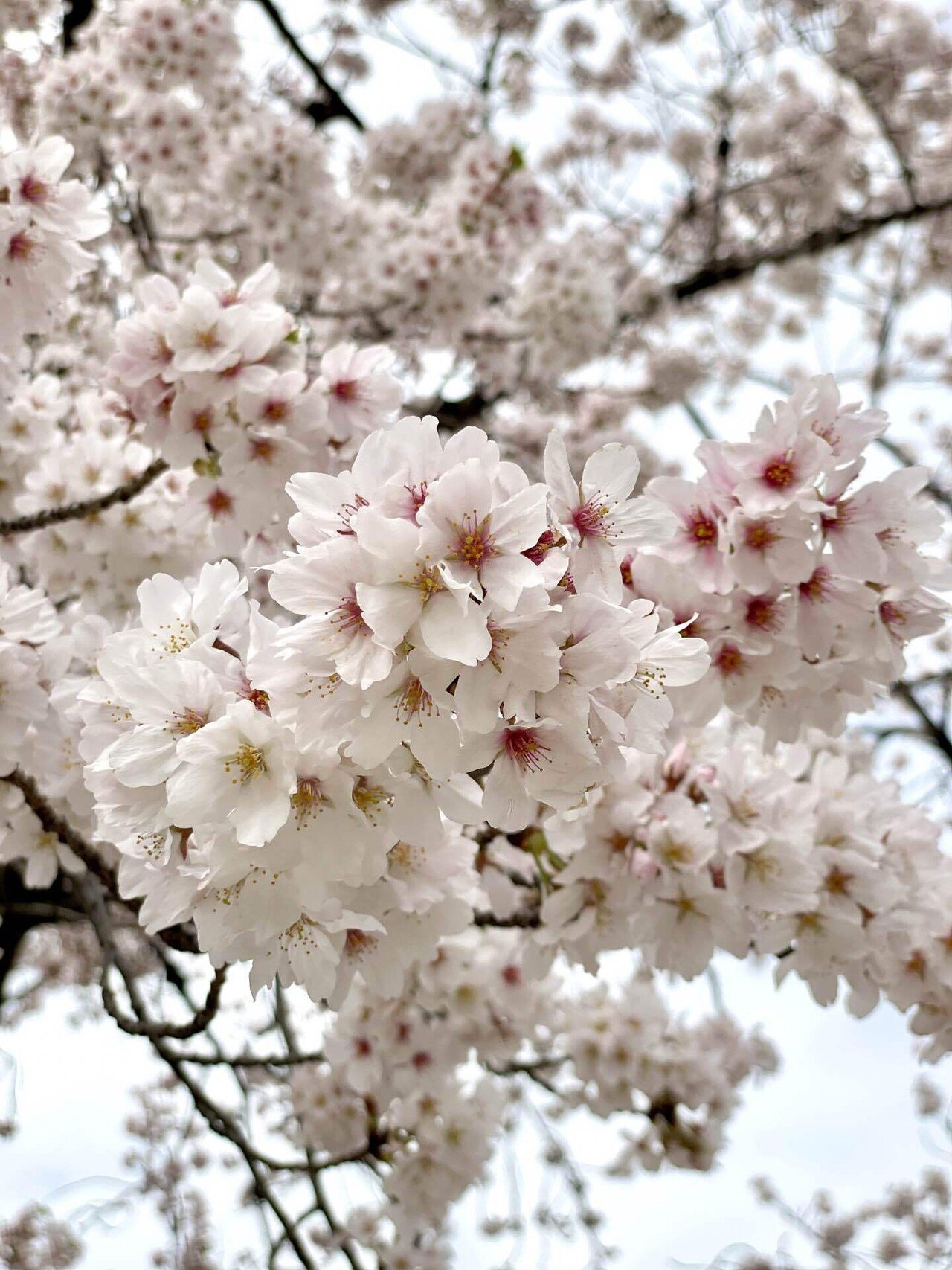 ♡三月桜ページ♡ 桜始開・さくらはじめてひらく「3月26日～3月30日頃」｜Mana(まな) 旅