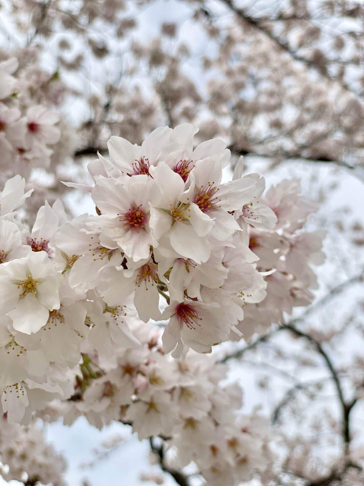 桜ページ 桜ページ 桜ページ 桜ページ 桜セット 桜 さま専用 ◇桜❀◇ Buy ZX Flux '