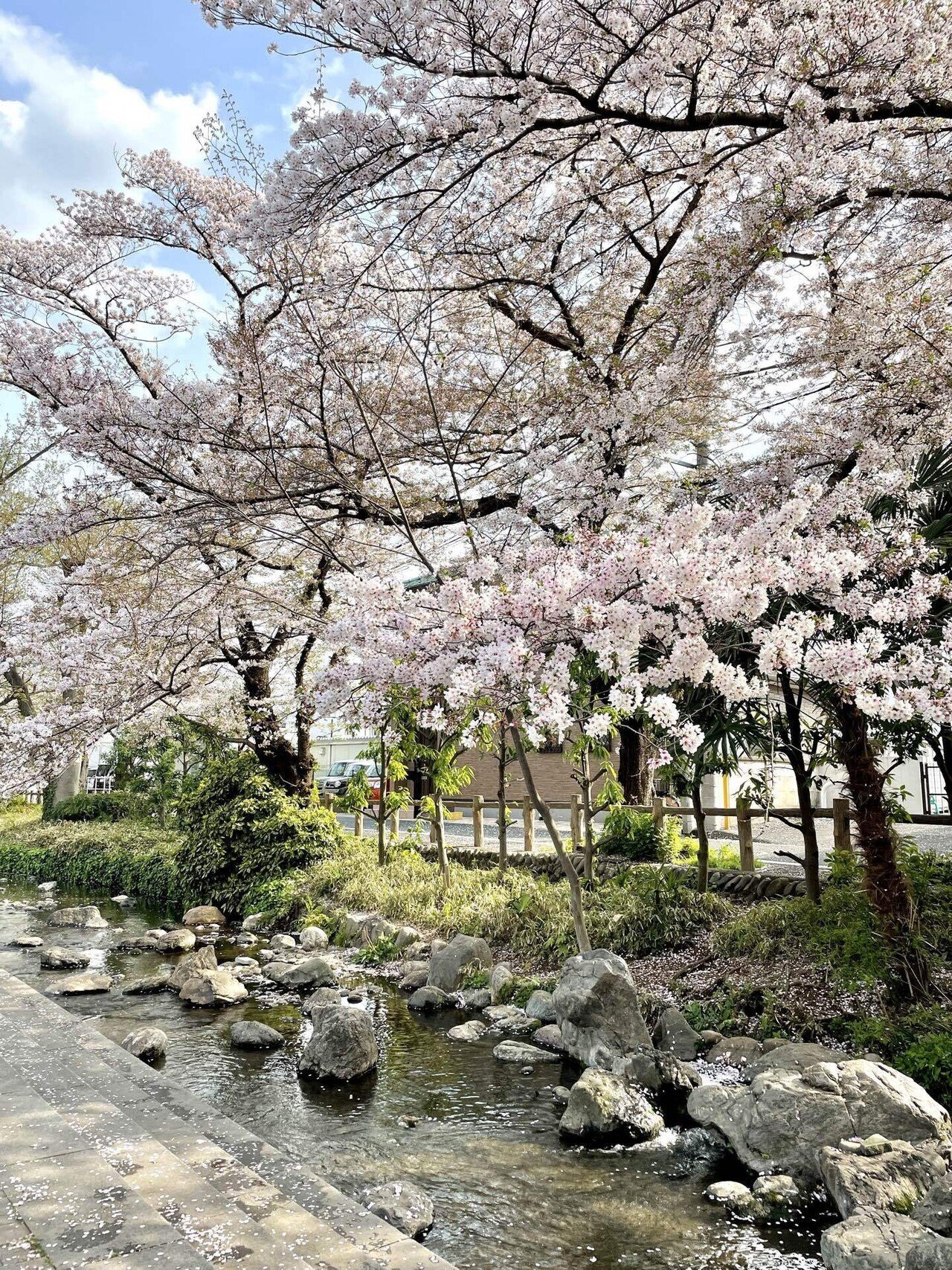 桜始開・さくらはじめてひらく「3月26日～3月30日頃」｜Mana(まな) 旅