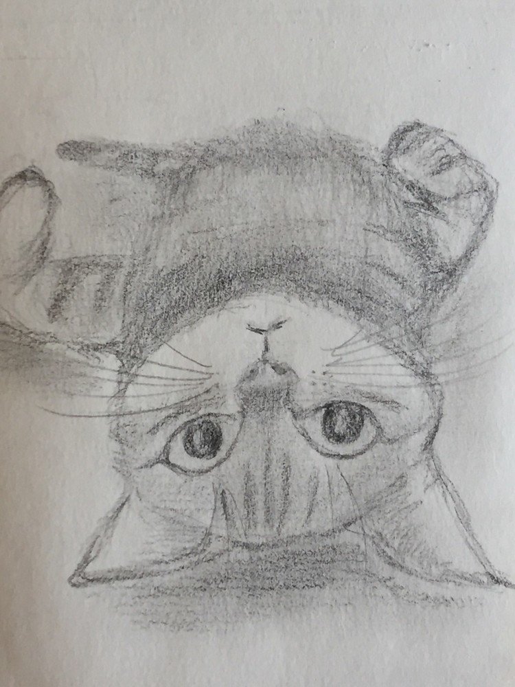 い〜い天気だにゃ〜。
もう夏休みも終わりだにゃ〜。
つまんないにゃ〜。

#夏休み #晴天 #秋ちかし #ひまねこ #デッサン #クロッキー #パステル #水彩画 ＃水彩絵の具 #水彩色鉛筆画 #ねこ #猫大好き #cat #lovecats #febercastell #holbein #hmc #pastels #watercolors #drawing #tokyo #japan