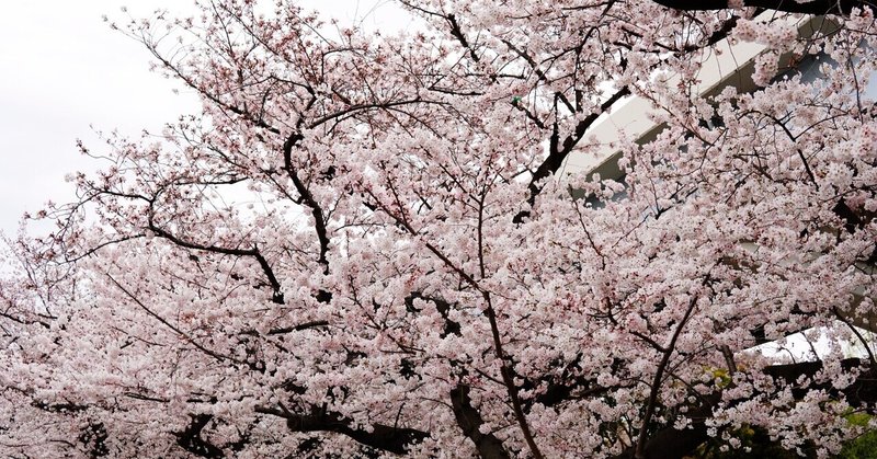 墨堤の桜。