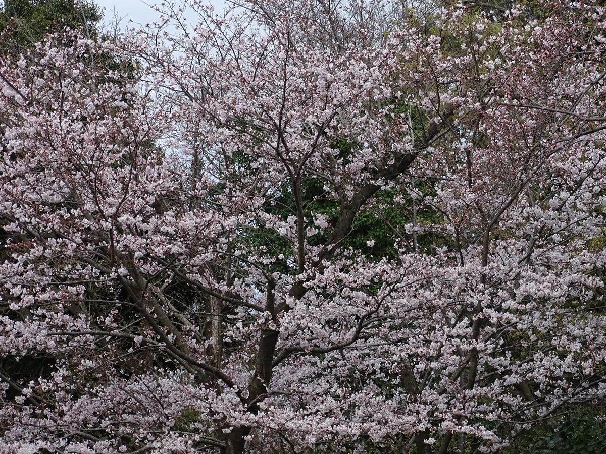 画像442