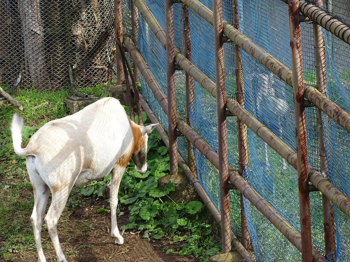 画像498
