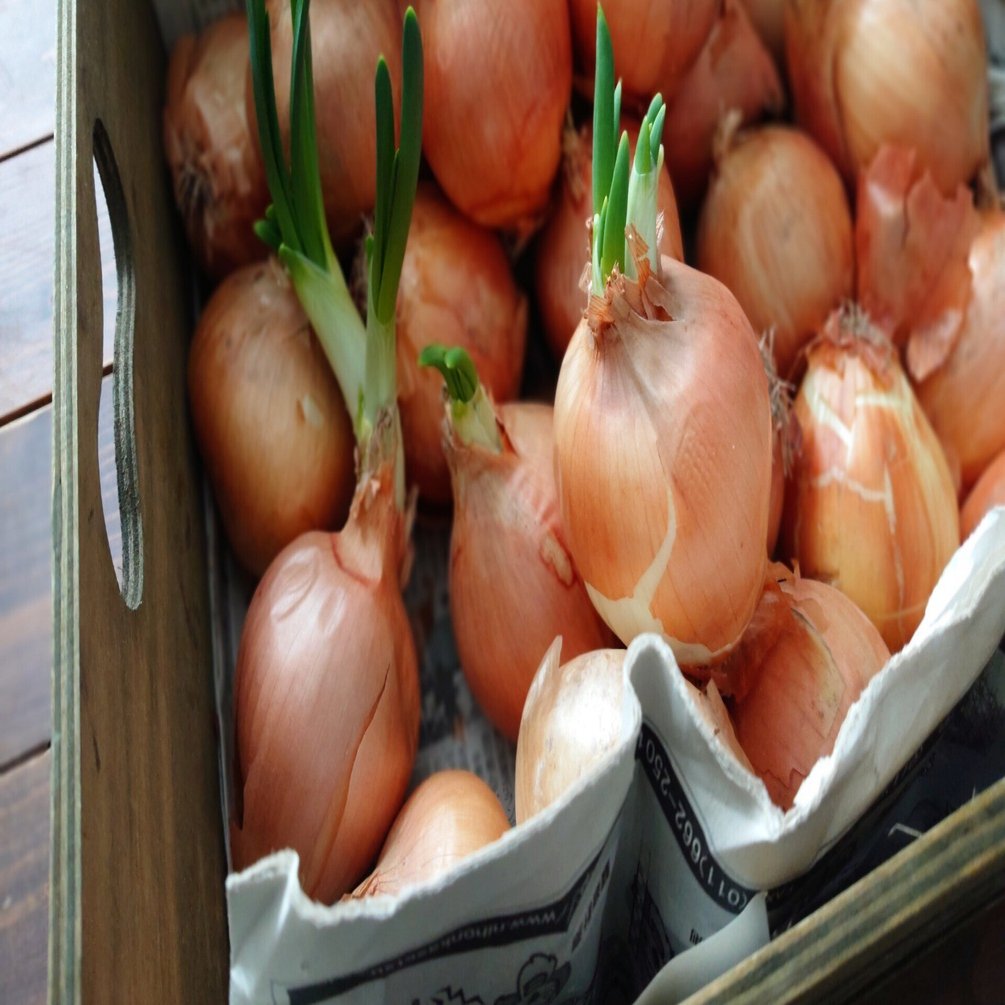 芽が出た玉ねぎを植えてみた 22年初畑仕事 北海道 つぐみ Note