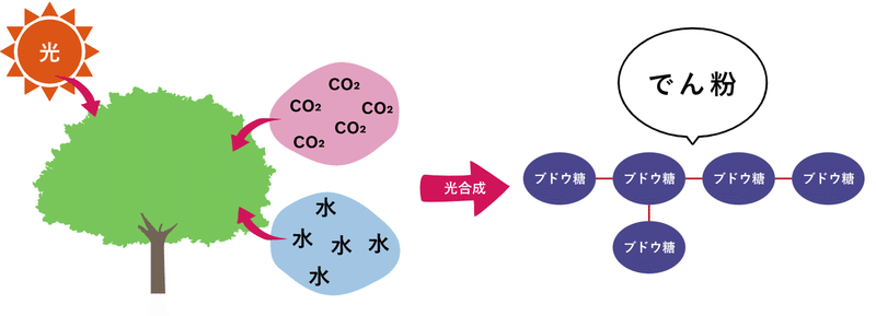 光合成でん粉2