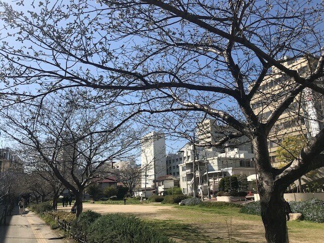 西宮桜1