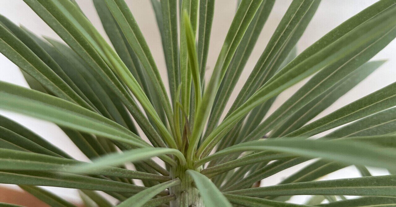 モンキーツリーの育て方｜ミドリミナミ～Plant like House～