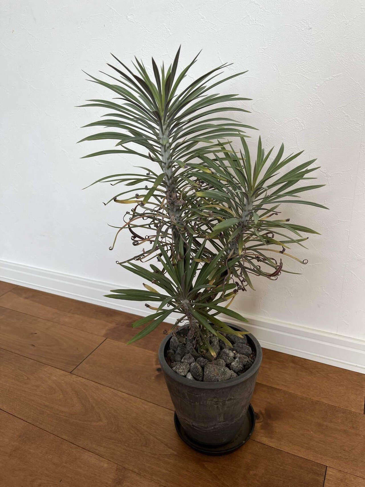 モンキーツリーの育て方｜ミドリミナミ～Plant like House～