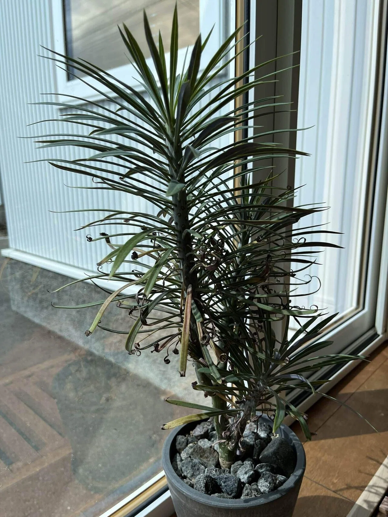 モンキーツリーの育て方｜ミドリミナミ～Plant like House～