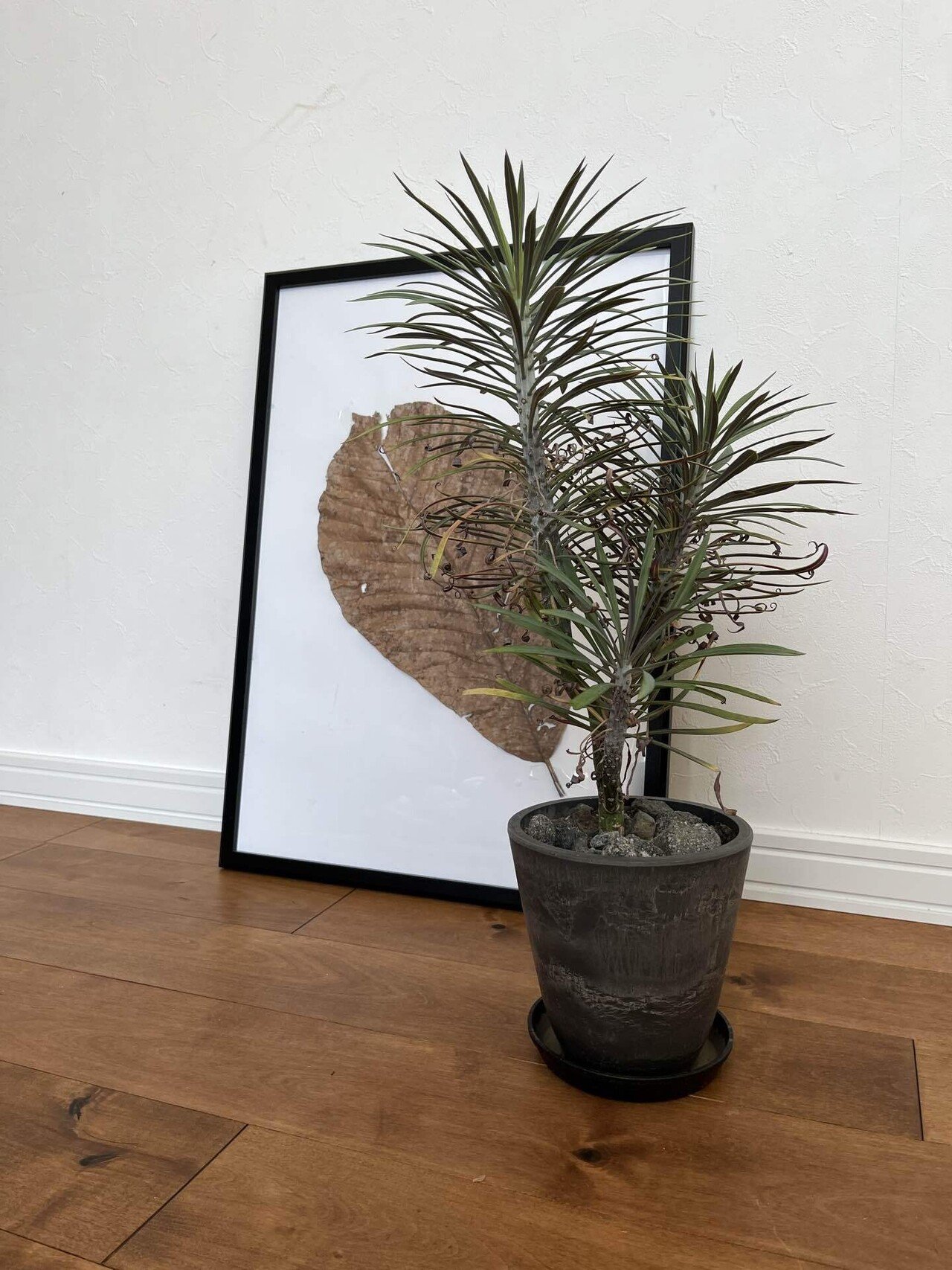 モンキーツリーの育て方｜ミドリミナミ～Plant like House～