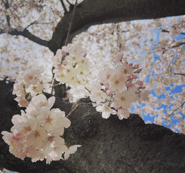 家の直ぐ近くにある公園の桜が満開！桜のはなって、下向いて咲くから。その下を通る人を応援してくれてるみたいで嬉しくなる。まだもうちょっと蕾が残っている！今週の現場終わるまでもうちょっと待っててね！