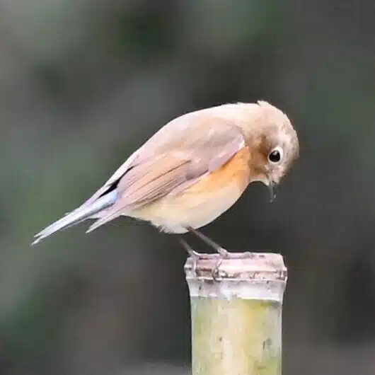 べにましこ