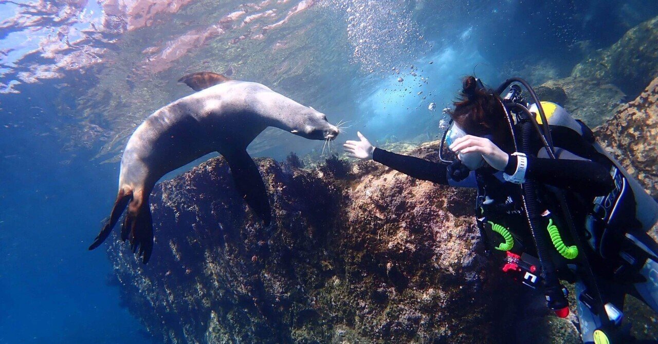 一度は行きたい海がメキシコのラパスな理由｜真木崇志, image size:1280x670