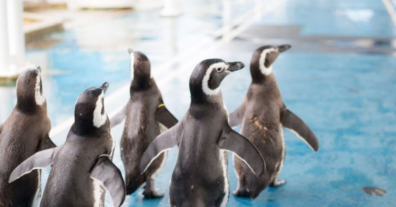 映画 ペンギン ハイウェイ をレビューしてみる つゆ Note
