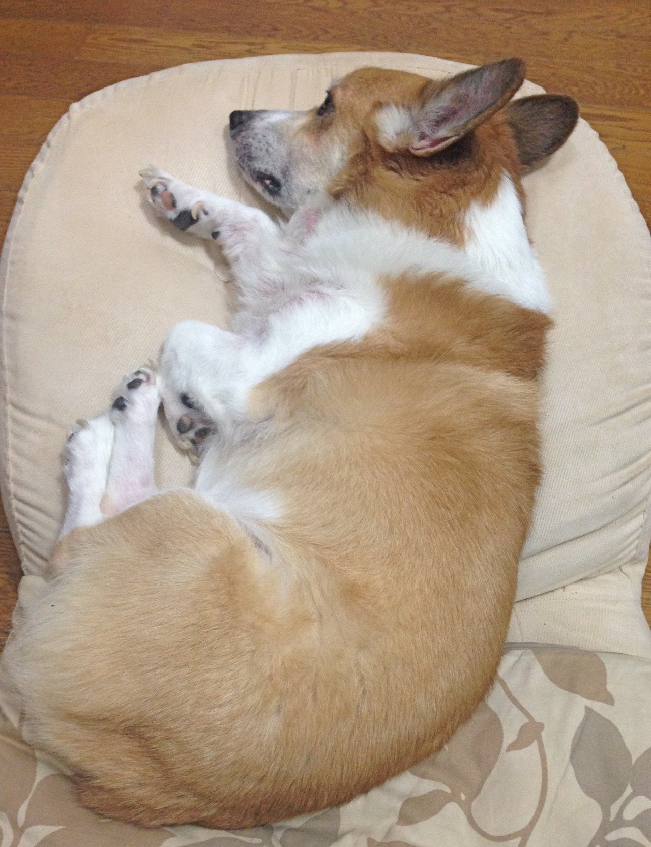 座椅子でうたたねしていたら背中にあついものを感じて気がついたら乗っ取られてた Chizu Yamamoto Note
