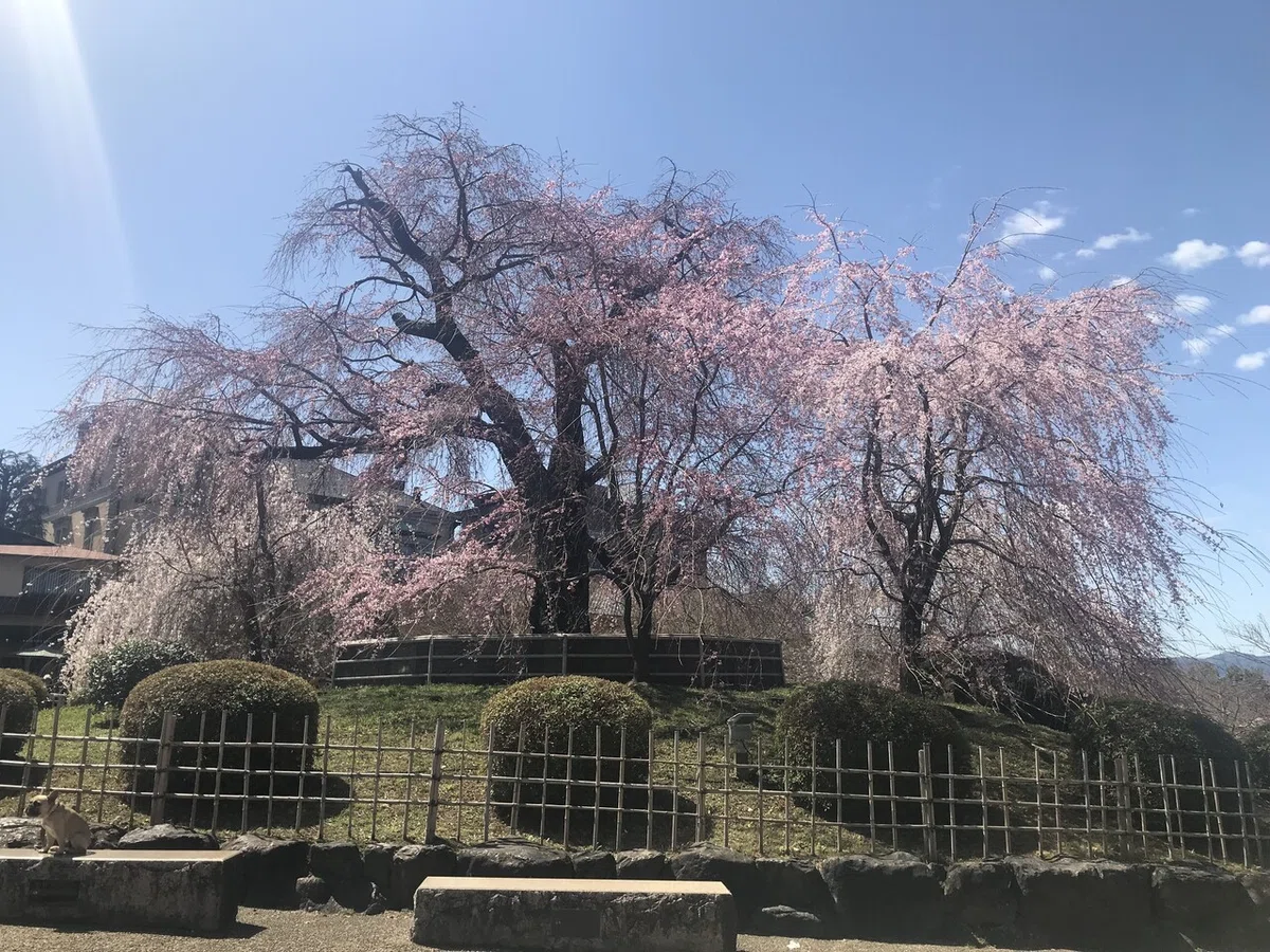 画像1