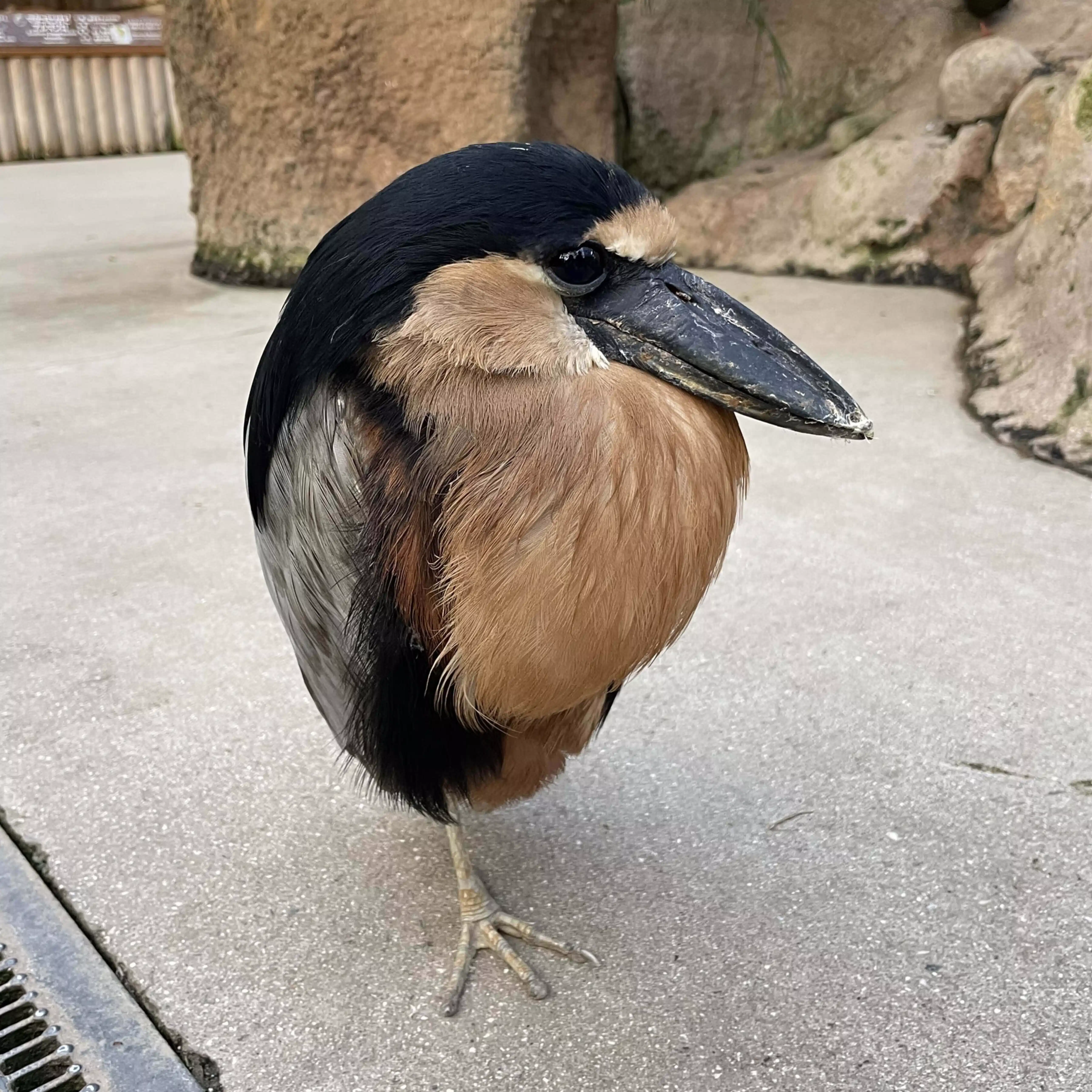 むるこぎ