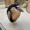 むるこぎ