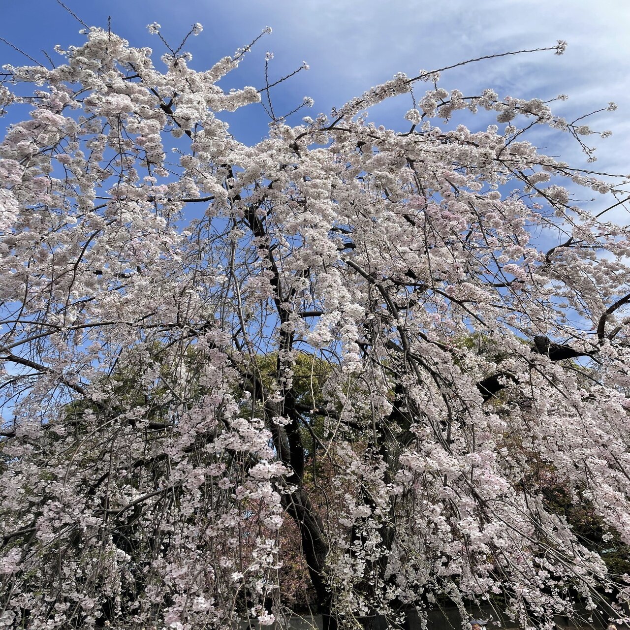 桜の開花状況（3月28日撮影 前編）｜上野案内所