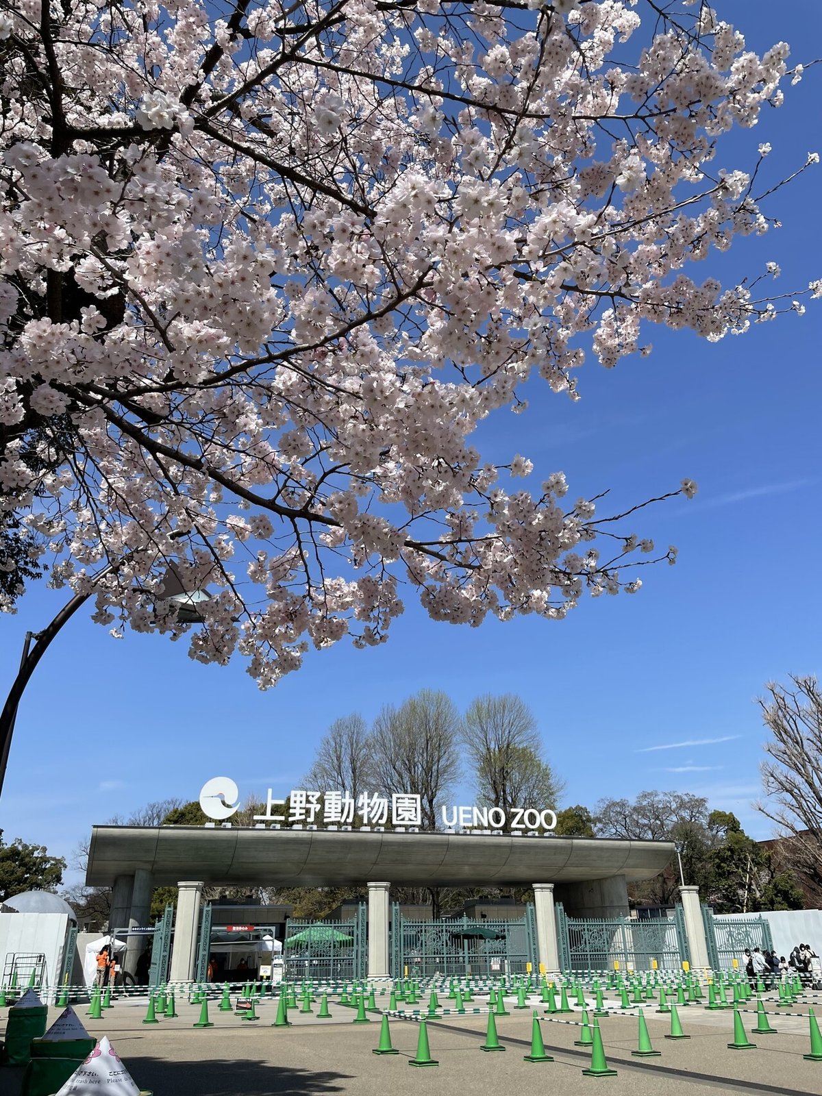 桜の開花状況(3月28日撮影 前編)|上野案内所 桜の開花状況(3月28日撮影 前編)|上野案内所