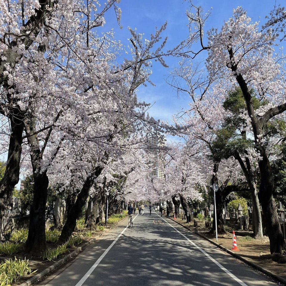 桜の開花状況（3月28日撮影 後編）｜上野案内所