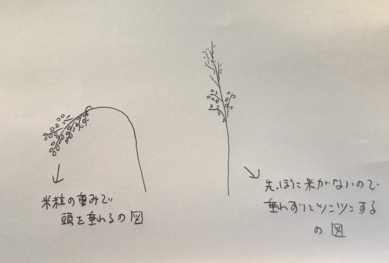 33 カモの食害報告 または 敵について十分な考察をするべき理由について Yuki 農ときどき旅 Note 33 カモの食害報告 または 敵について十分な考察をするべき理由について Yuki 農ときどき旅 Note
