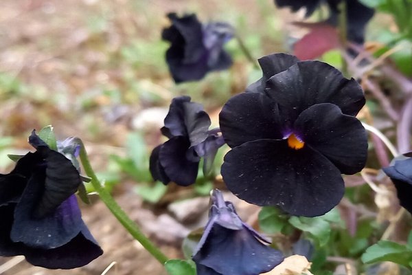 黒パンジー の新着タグ記事一覧 Note つくる つながる とどける