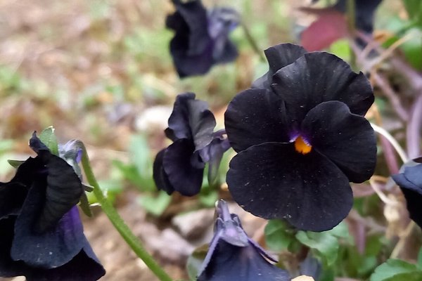 黒パンジー の新着タグ記事一覧 Note つくる つながる とどける 黒パンジー の新着タグ記事一覧 Note つくる つながる とどける