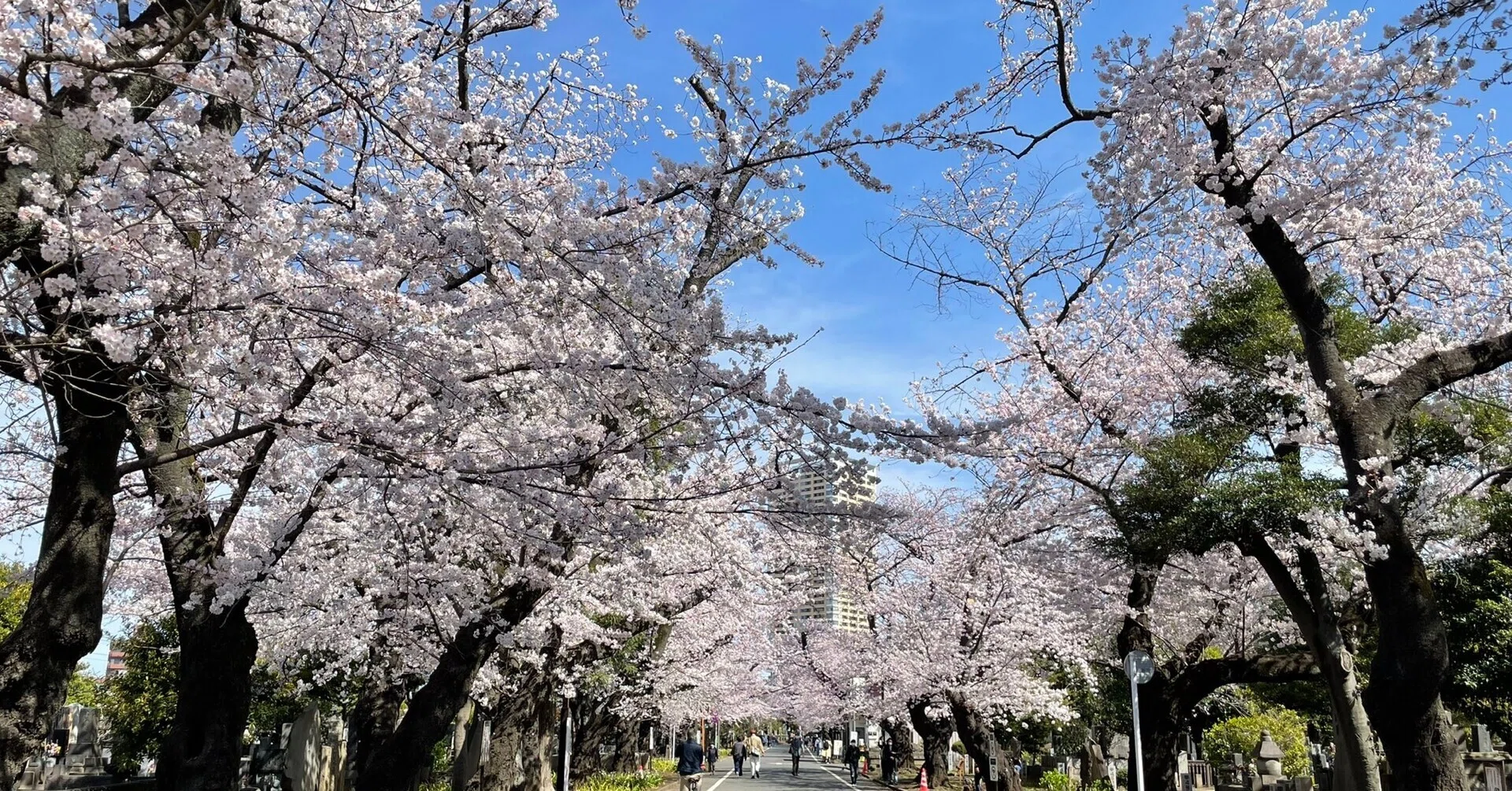桜の開花状況（3月28日撮影 後編）｜上野案内所
