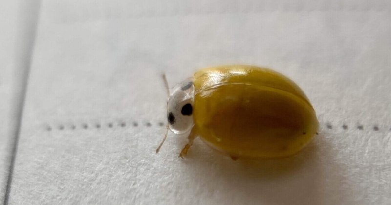 かわいい虫 の新着タグ記事一覧 Note つくる つながる とどける