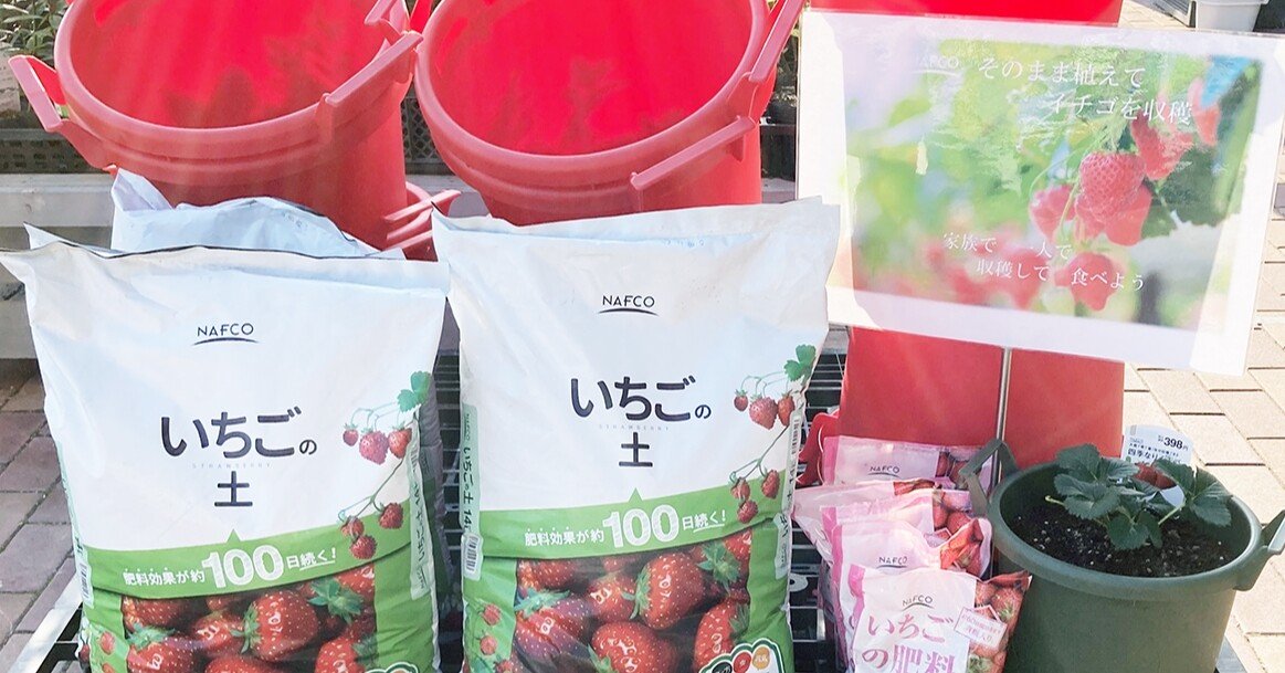 🍓いちごを苗から育ててみよう♪まずは苗の植え付けに挑戦！｜ナフコ