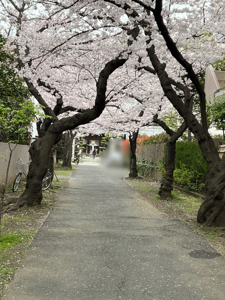 駅前で用事済ませた帰り道。近所のお寺、桜に誘われてちょっと寄り道。誰もいない並木道。