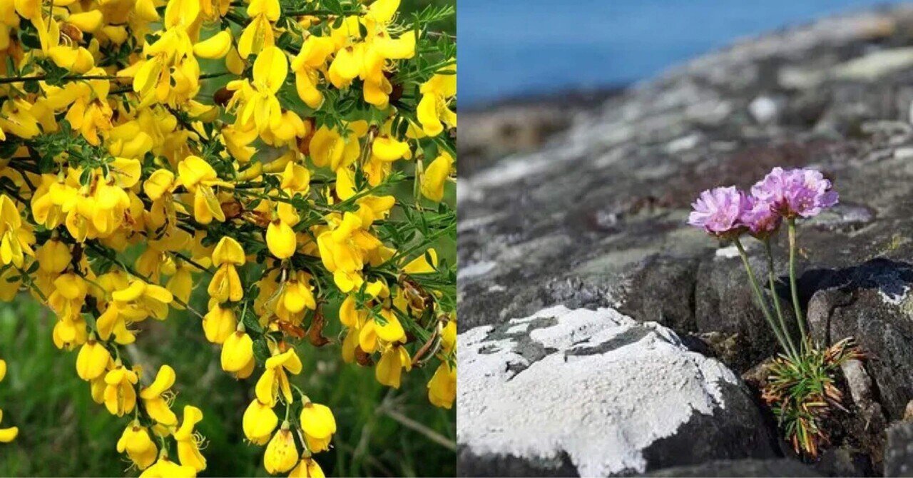 3月30日お誕生日の方おめでとうございます Monstera18 Note